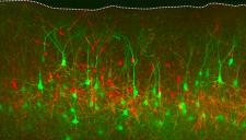 Immagine della corteccia cerebrale: i neuroni rossi sono normali, mentre i neuroni verdi hanno subito una mutazione che ha causato la perdita del gene chiamato PTEN. Nell’uomo, la presenza di un mosaico genetico di questo tipo per PTEN causa una malattia neurologica grave, la displasia corticale. E' evidente come i neuroni malati (in verde) siano più grandi di quelli sani (rossi) ed occupano una frazione più grande dello spessore della corteccia. Queste caratteristiche anatomiche riepilogano ciò che avviene